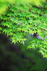 春のモミジ狩り