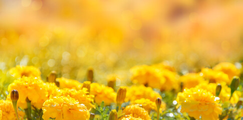 Autumn yellow background with flowers and copy space. Banner, selective focus.