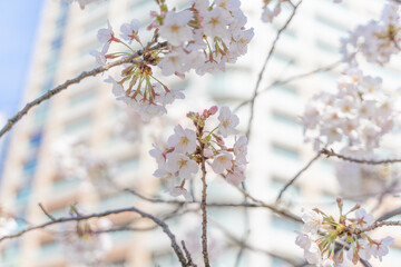 マンションと桜