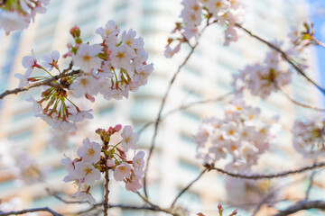 都心の桜