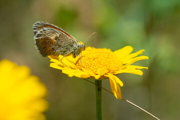 Summer background - a butterfly sits on a yellow flower