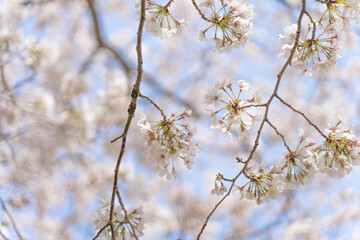 満開の桜