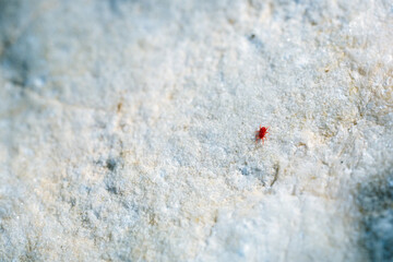 Tiny red bug on a piece of rock