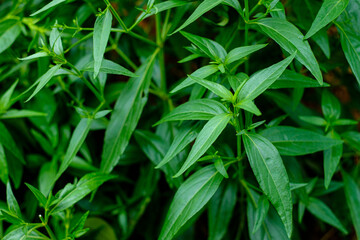 Kariyat Thai herbal medicine herbs organic plant leaves, Scientific name Andrographis paniculata Wall ex Ness It is in the family Acanthaceae