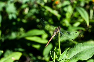 A dragonfly is sitting on a twig