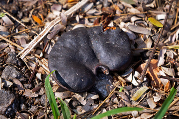 Guanacaste, Monkey-ear tree or Elephant-ear tree seed (Enterolobium cyclocarpum) on soil