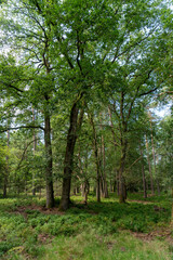 Part of the forest north of Apeldoorn, part of the Veluwe.