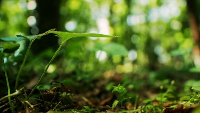 Green tender grass leaves near ground sway in light wind at back bright sunlight in summer morning in thick bushy forest macro