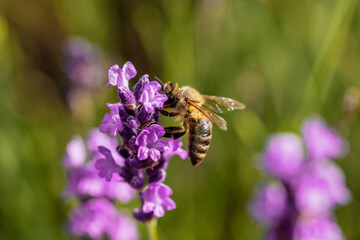 European honey bee on a lavender flower