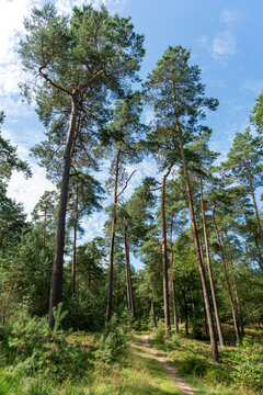 Part of the forest north of Apeldoorn, part of the Veluwe. © Fons