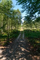 Track through the Veluwe north of Apeldoorn in The Netherlands