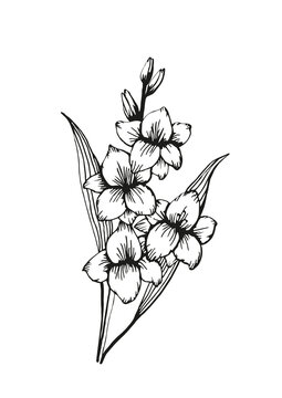 Hand drawn gladiola flower adult coloring book page. Doodle style. Black and white vector illustration isolated on white background. A4 format.
