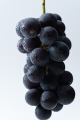 葡萄