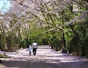 Fototapeta premium 散歩：春の加茂山公園（新潟県）