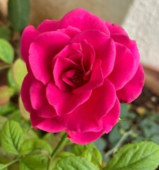 pink rose in garden
