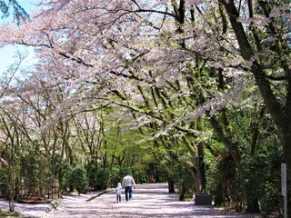 Fototapeta na wymiar 散歩：春の加茂山公園（新潟県）