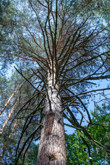 Bottom view of a tree, where you can see its trunk, branches and all its leaves from an artistic point of view.