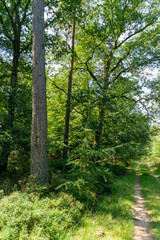 Track through the Veluwe north of Apeldoorn in The Netherlands