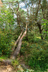 Fototapeta na wymiar Fallen tree on the Veluwe in The Netherlands