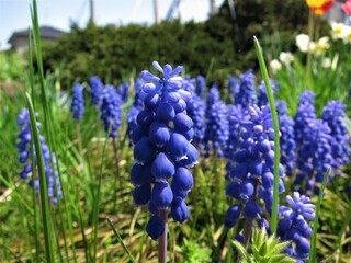 ムスカリの花