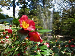 加茂山公園（新潟県）のユキツバキ