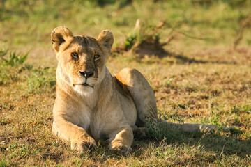 Fototapeta na wymiar Lion Panthera leo couché au regard perçant en safari big five au Masaï Mara Kenya