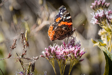 Butterfly on flower, papillon sur fleur