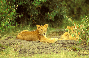 Lion Panthera leo couché au regard perçant en safari big five au Masaï Mara Kenya
