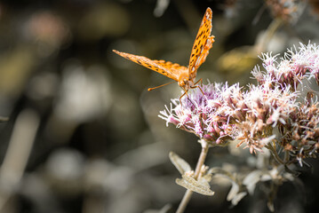 Butterfly on flower, papillon sur fleur