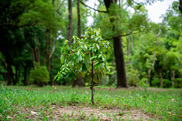 大仙公園-植木-