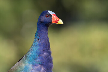 A portrait of a purple gallinule, seen near Leesburg, Florida.