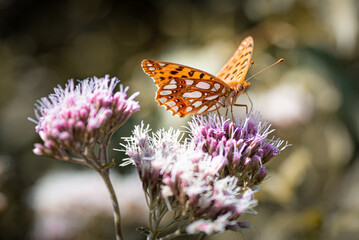 Butterfly on flower, papillon sur fleur