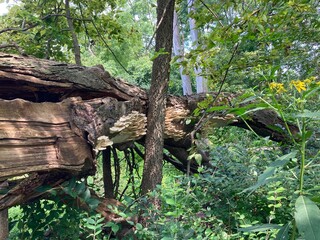 bracket fungus on tree in the forest