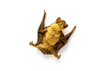 baby bat dried on a white background
