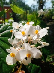 white orchid flower
