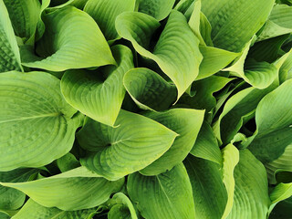 Fototapeta premium Heart-shaped slightly twisted green hosta leaves, top view, in the Botanical Garden of St. Petersburg.