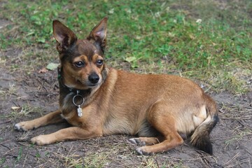 portrait of a chihuahua