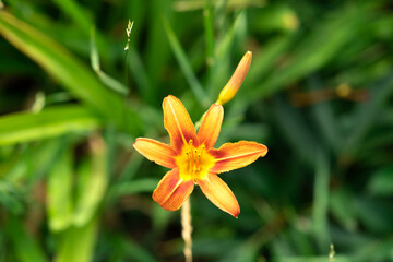 Orange flower on green background