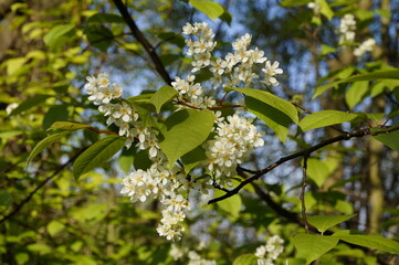white blossom of a bird cherry tree on a fine April day