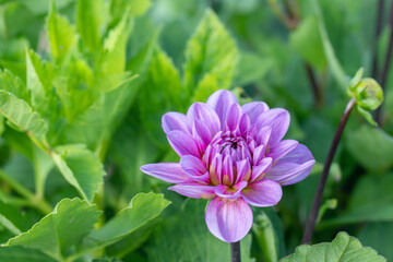 Obraz premium Closeup of a light lavender colored dahlia blossom.
