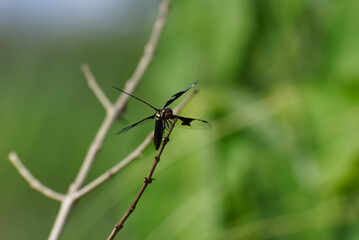 Dragonfly Eyes Shot at Beach of Lake Malawi Southern Africa