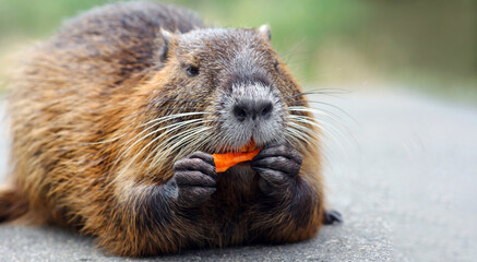 Coypu. nutria eats carrots close-up. 