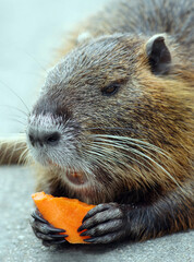 Coypu. nutria eats carrots close-up. 