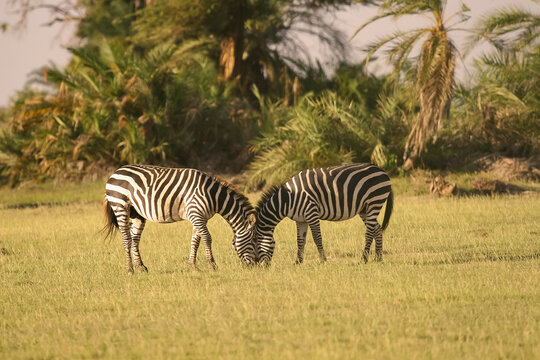 Zèbre De Burchell Equus Burchelli