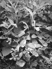  A picture of a growing plant in a beautiful field, Egypt.