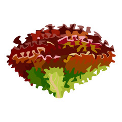 Lollo rossa lettuce isolated on white background. Kind salad in flat style. Agriculture symbol for any purpose.