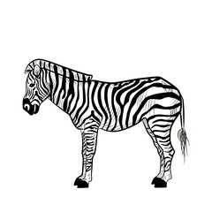 Zebra isolated on white background. Sketch graphic striped animal savanna in engraving style.