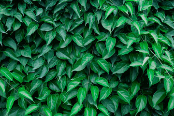 Green leaves texture background. Leaf with dark green wall