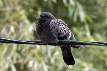pigeon sitting on wires with blurred green background
