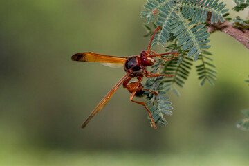 Red paper wasp standing on a branch	

